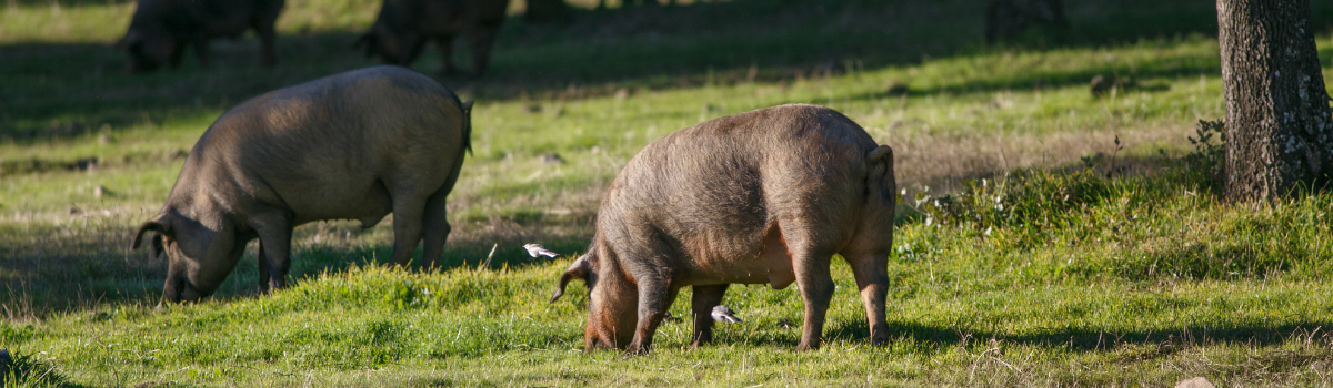 jamon-de-cebo-la-explicacion