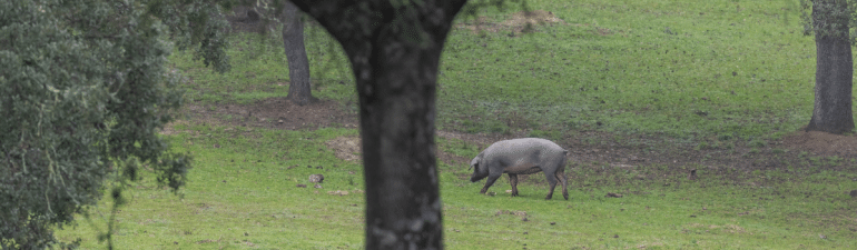 caracteristicas cerdo iberico